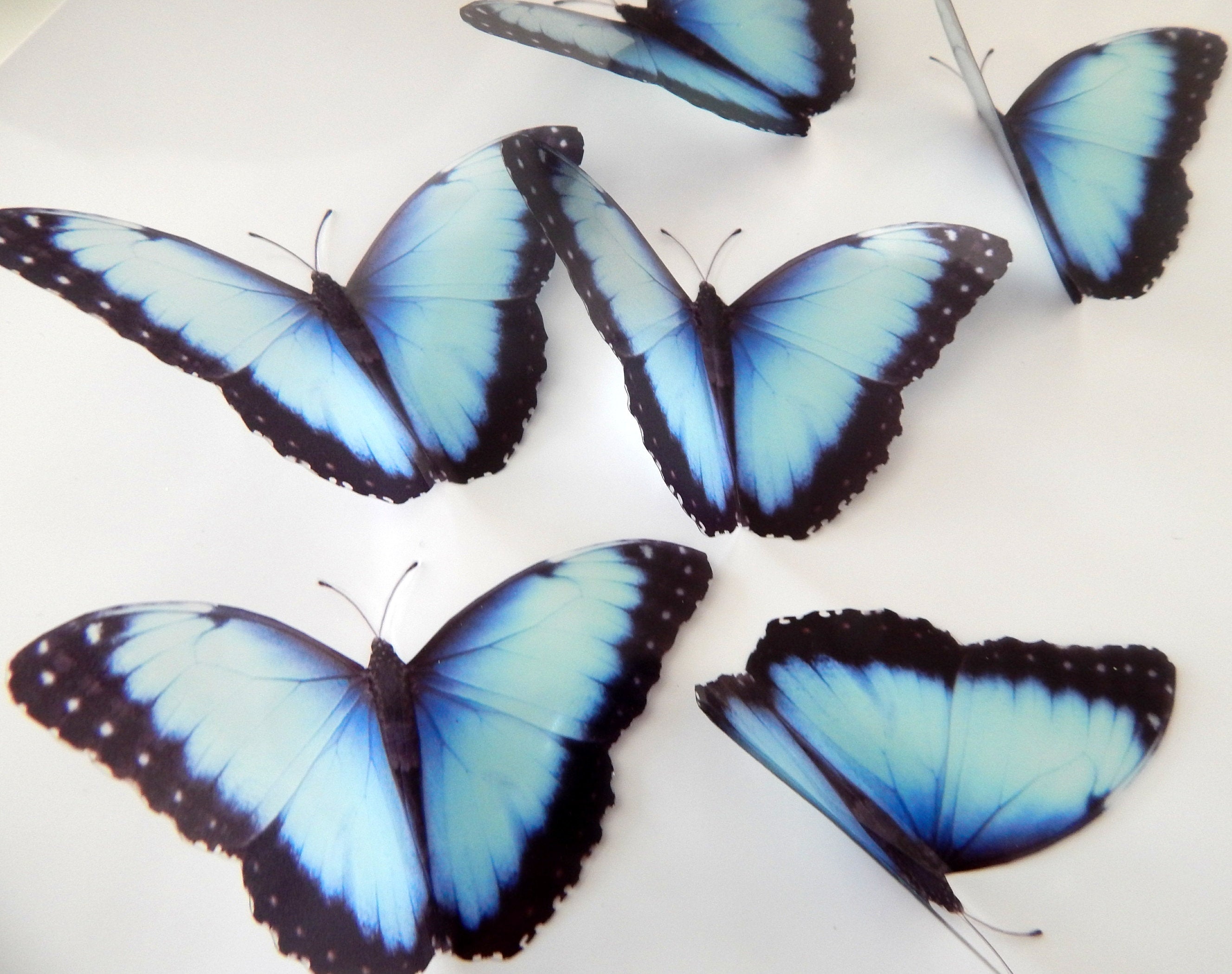 Natural blue 3d butterfly stickers (Mangal) great for around the house ...