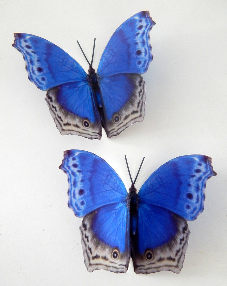 Royal Didcot  blue natural butterflies stickers