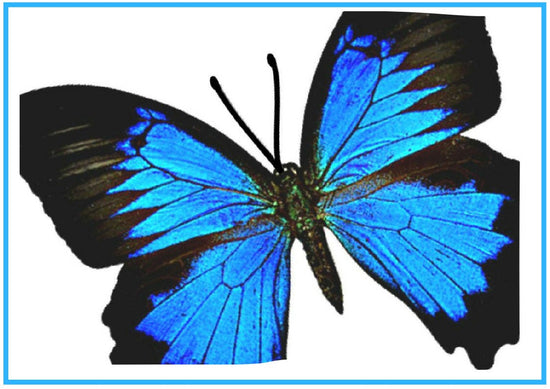 Black and blue natural butterfly stickers