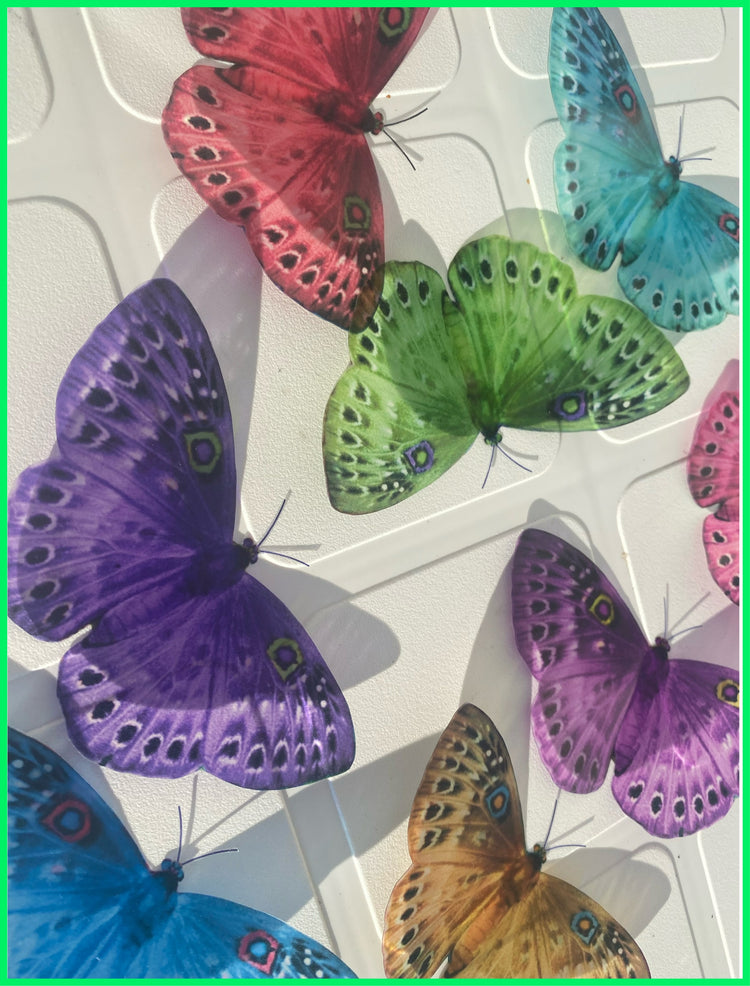 pretty multi-coloured butterfly sticker flutterframes