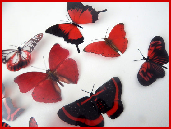 natural butterfly collection Hall Place