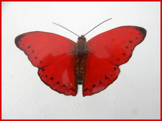 red butterfly