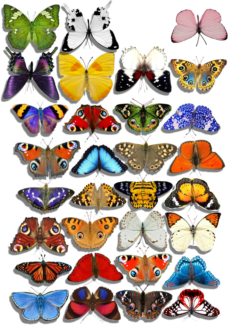 set of 32 natural butterflies