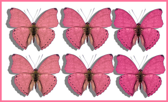 pink natural butterfly