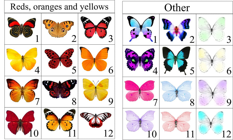 butterfly collection